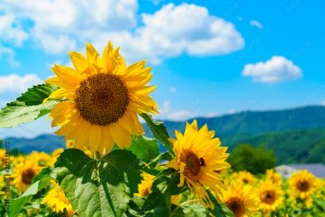 夏季休診日は（8月7日木〜14日木）です